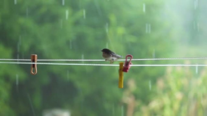 多雨的早晨，麻雀在洗衣线上