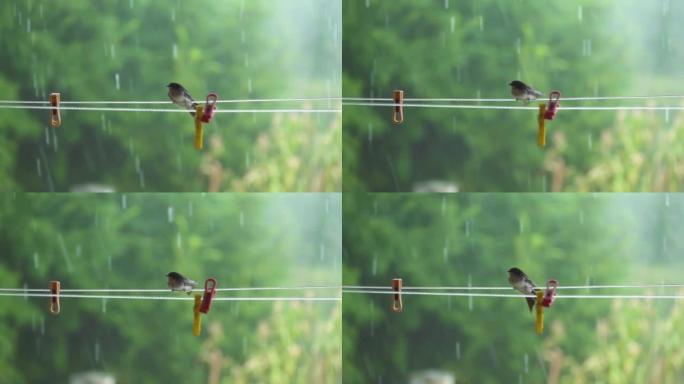 多雨的早晨，麻雀在洗衣线上
