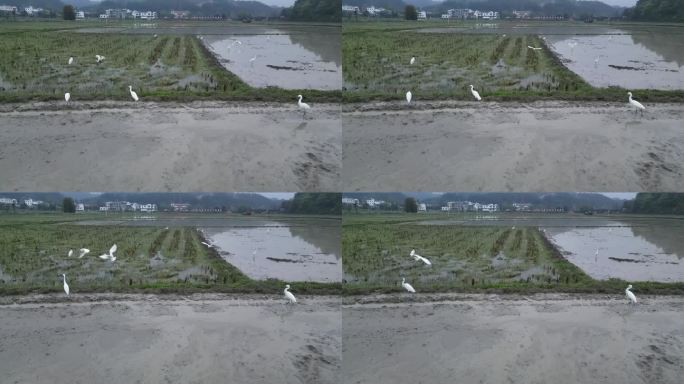 春耕  春分春雨  乡村田园  田园生态