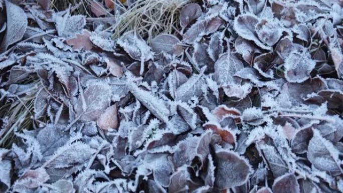 白雪皑皑的森林公园里有冰霜的霜冻叶子。落叶覆盖白霜和雪中。宁静宁静的冬季自然。极端北方低温，室外凉爽