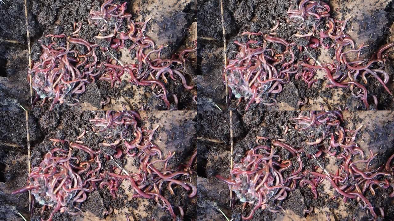 堆肥中的加利福尼亚红虫