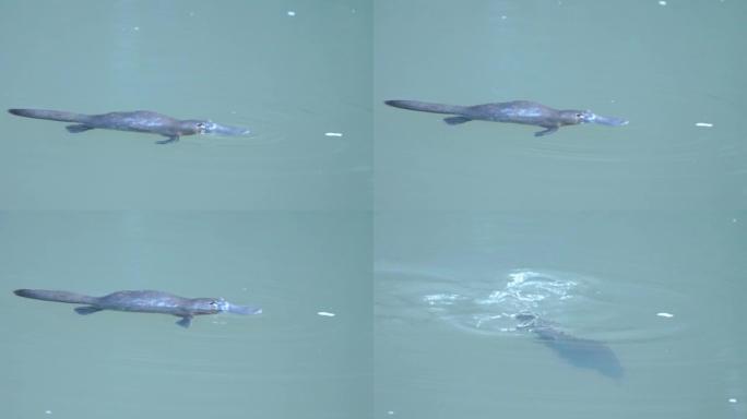 在eungella的游泳池中游泳的鸭嘴兽的高帧率近距离拍摄