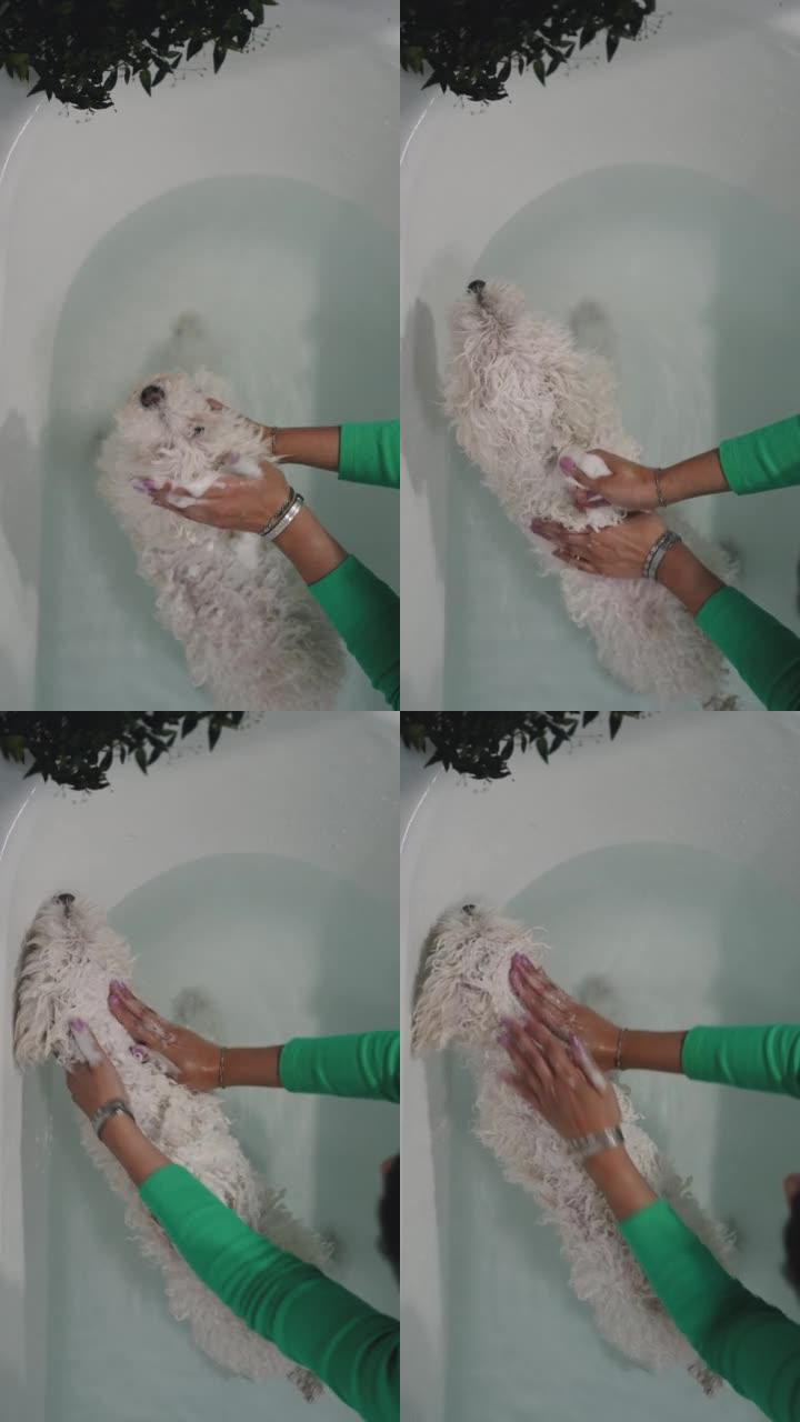 拉丁女人在家里的浴缸里洗她的白色狮子狗。