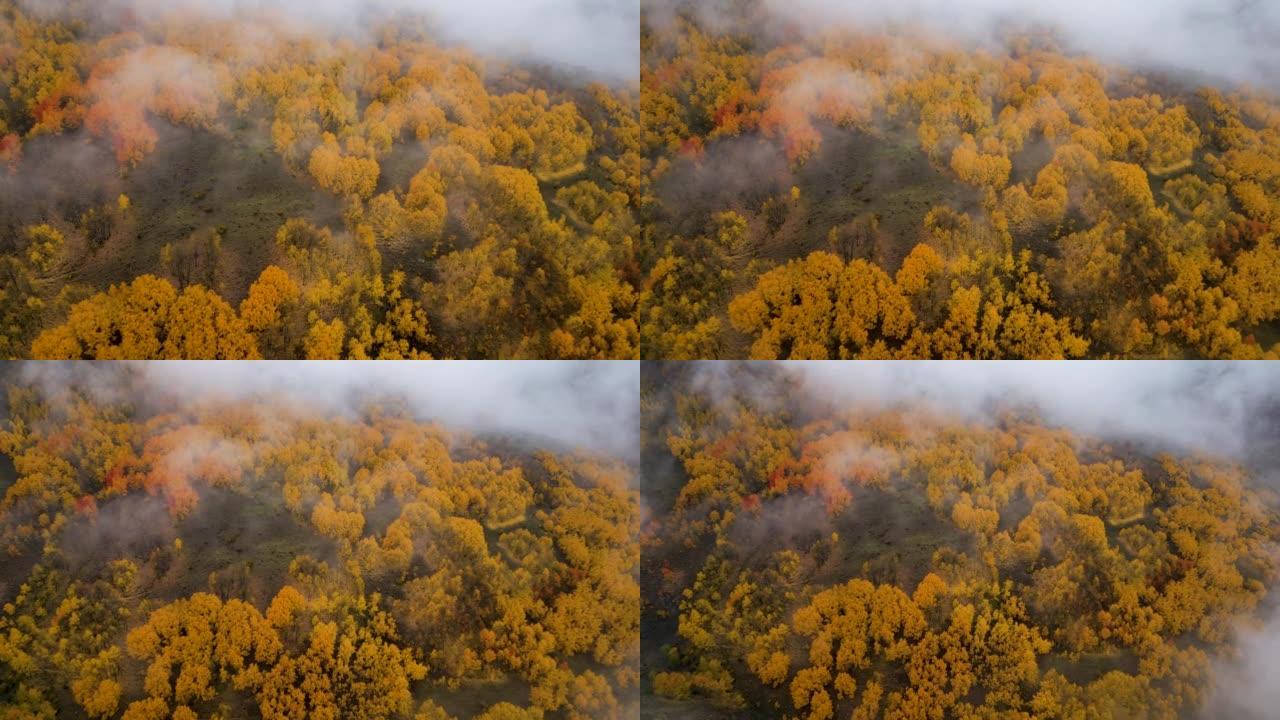 穿越迷雾笼罩的秋天森林