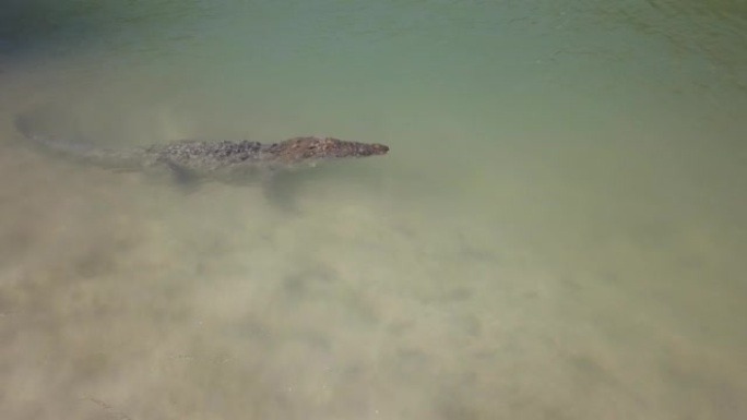 大型鳄鱼在泻湖水中摆动