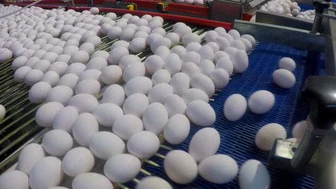 鸡蛋选择，鸡蛋生产工厂，鸡蛋工厂行业家禽输送机生产，在生产线上对鸡蛋进行分类和筛选，特写