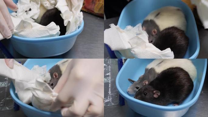 两只老鼠被带纸带到兽医办公室。医生用手抬起纸，两只手老鼠坐在那里。老鼠好奇地环顾四周。