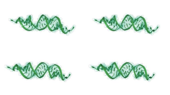 基于siRNA的药物分子的概念