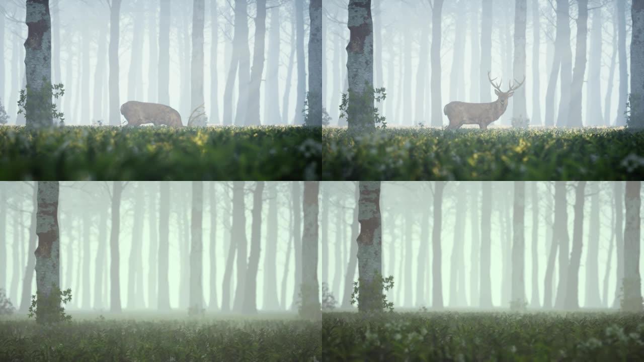 森林和雾蒙蒙的森林中的鹿
