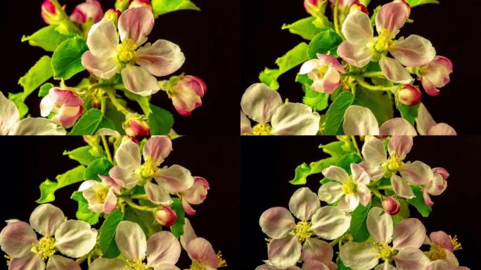 苹果树的4k延时白花盛开，并在黑色背景上生长。盛开的马鲁斯家蝇花。小白花，在黑色背景上生长和开花。