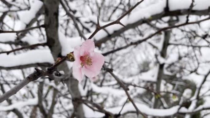 雪天的冬天树枝上美丽的粉红色花朵