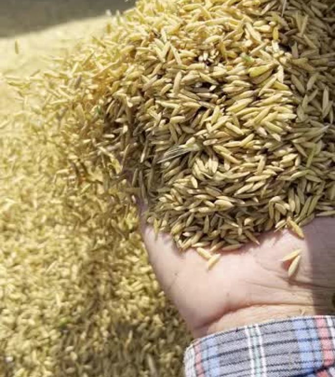 水稻收获收割稻谷水稻