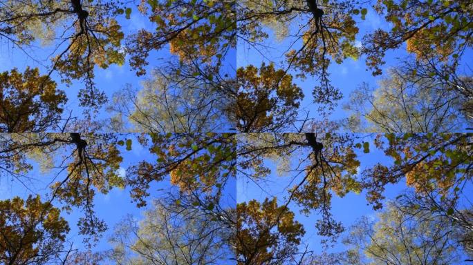 秋天森林中的树顶