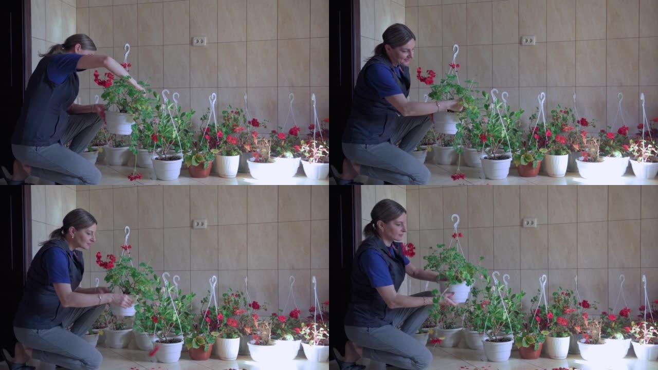 一个女人照顾她为花店种的花。