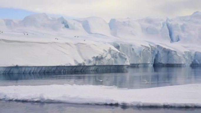 从格陵兰岛附近的海冰中飞来的海鸥