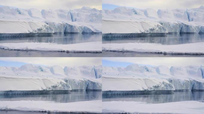 从格陵兰岛附近的海冰中飞来的海鸥