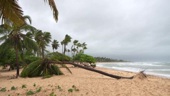 暴风雨过后的热带海滩。在刮风的天气和海浪冲向海岸时倒下的无根棕榈树。澳门台风过后的海滨