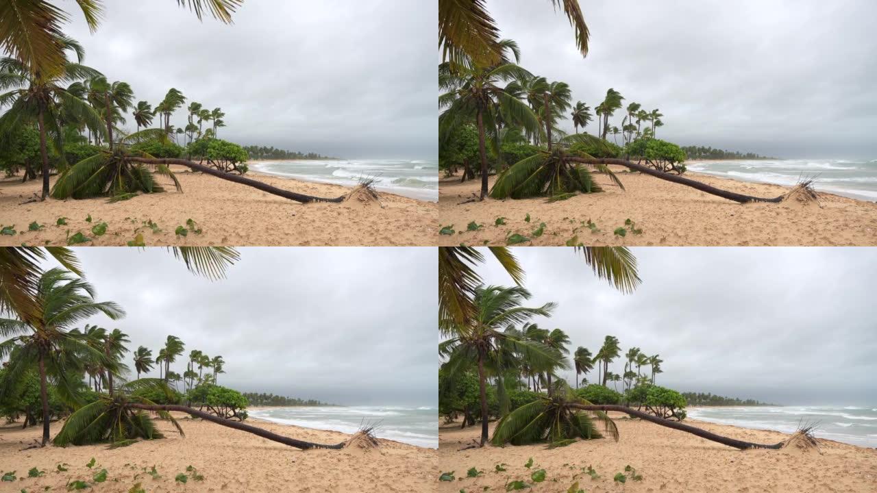 暴风雨过后的热带海滩。在刮风的天气和海浪冲向海岸时倒下的无根棕榈树。澳门台风过后的海滨