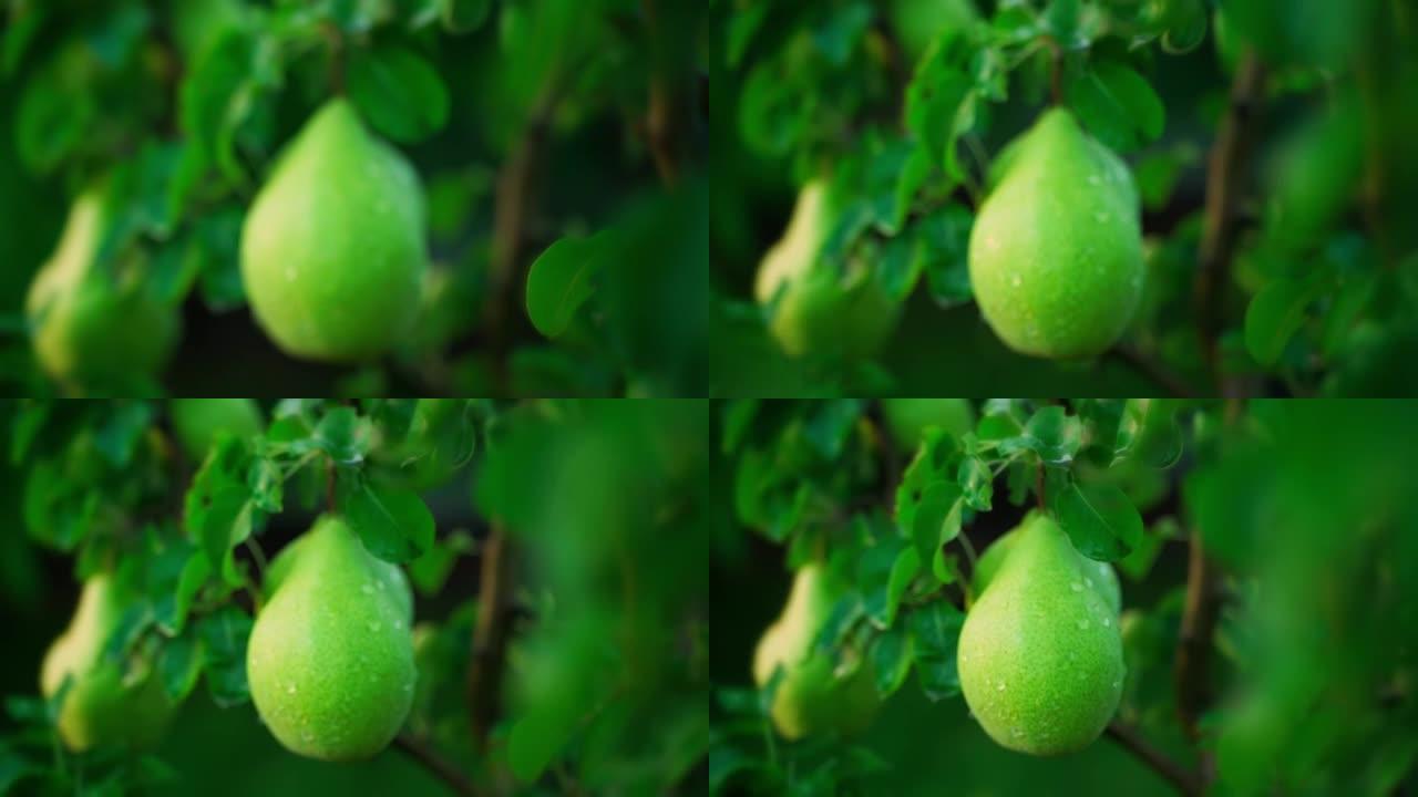 水滴中的成熟绿色梨生长在树上特写。梨园的晨露。树上的自制水果出现对焦，相机运动平稳。农场的收获