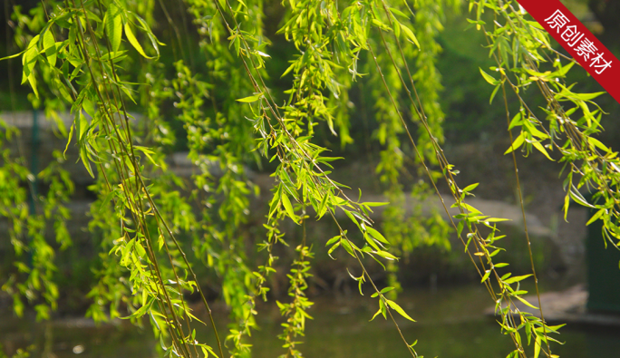 河边垂柳柳树春天新芽