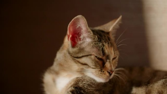 昏昏欲睡的猫昏昏欲睡的猫虎斑猫小猫宠物