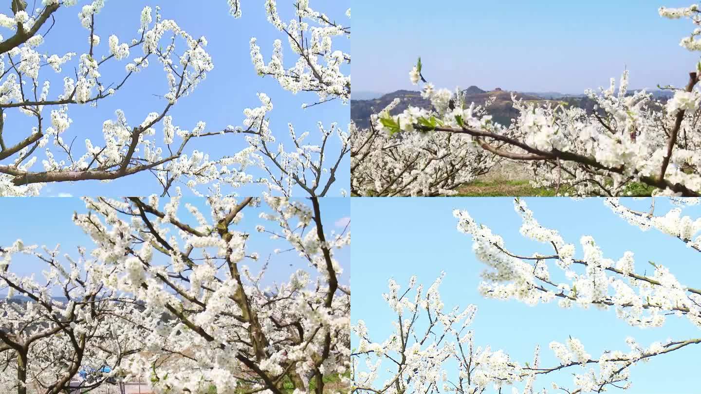 李子花航拍