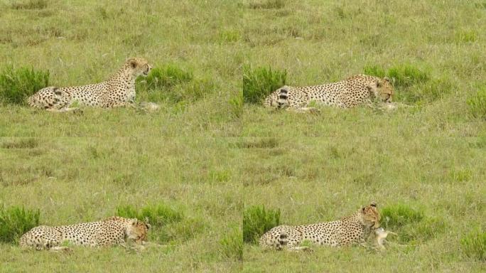 猎豹在坦桑尼亚的格雷斯兰吃大草原野兔狩猎