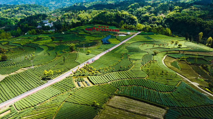 唯美茶园风光川茶基地茶园梯田风光延时