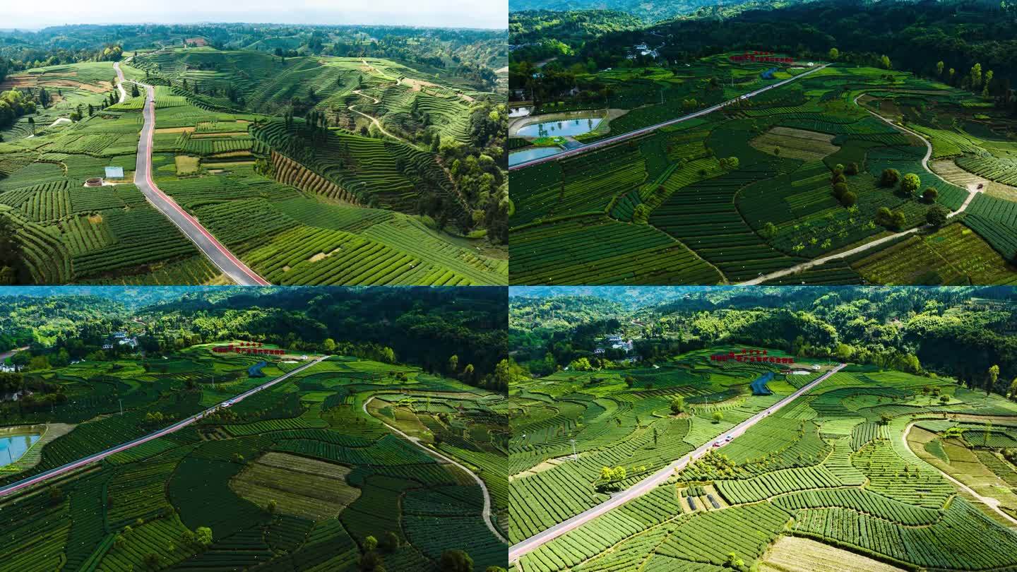 唯美茶园风光川茶基地茶园梯田风光延时