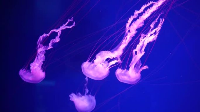 视频收藏。海洋和海洋水母在水中游泳特写。黑暗中不同颜色的照明和生物发光。水族馆里充满异国情调和稀有的