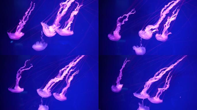 视频收藏。海洋和海洋水母在水中游泳特写。黑暗中不同颜色的照明和生物发光。水族馆里充满异国情调和稀有的