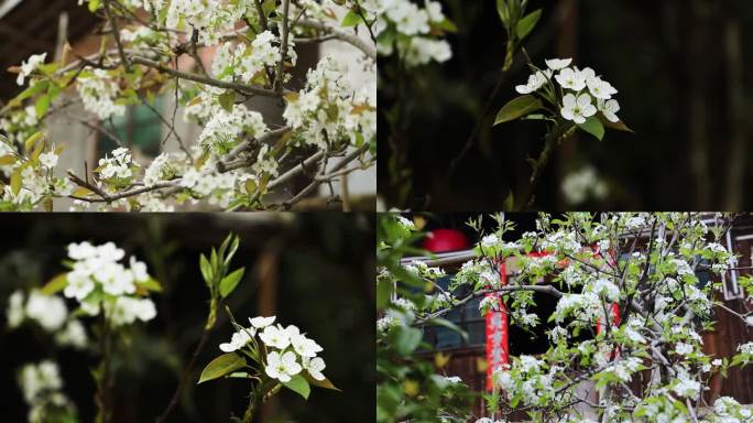 清明节春天梨花开放、梨花实拍，花瓣梨花