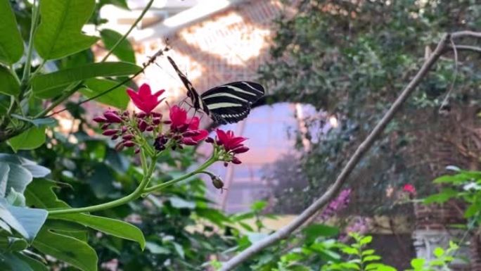 热带花园中的蝴蝶