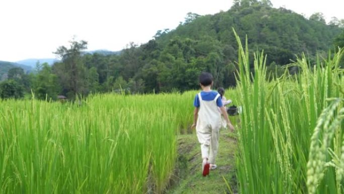 许多孩子在绿色的稻田里寻找昆虫。