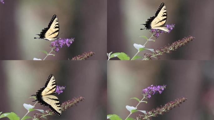 东方虎凤蝶在夏季丁香上授粉并飞走