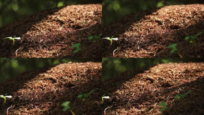 蚂蚁山的电影外观-许多蚂蚁在山上移动。缓慢的滑块移动阳光透过树木照射到现场