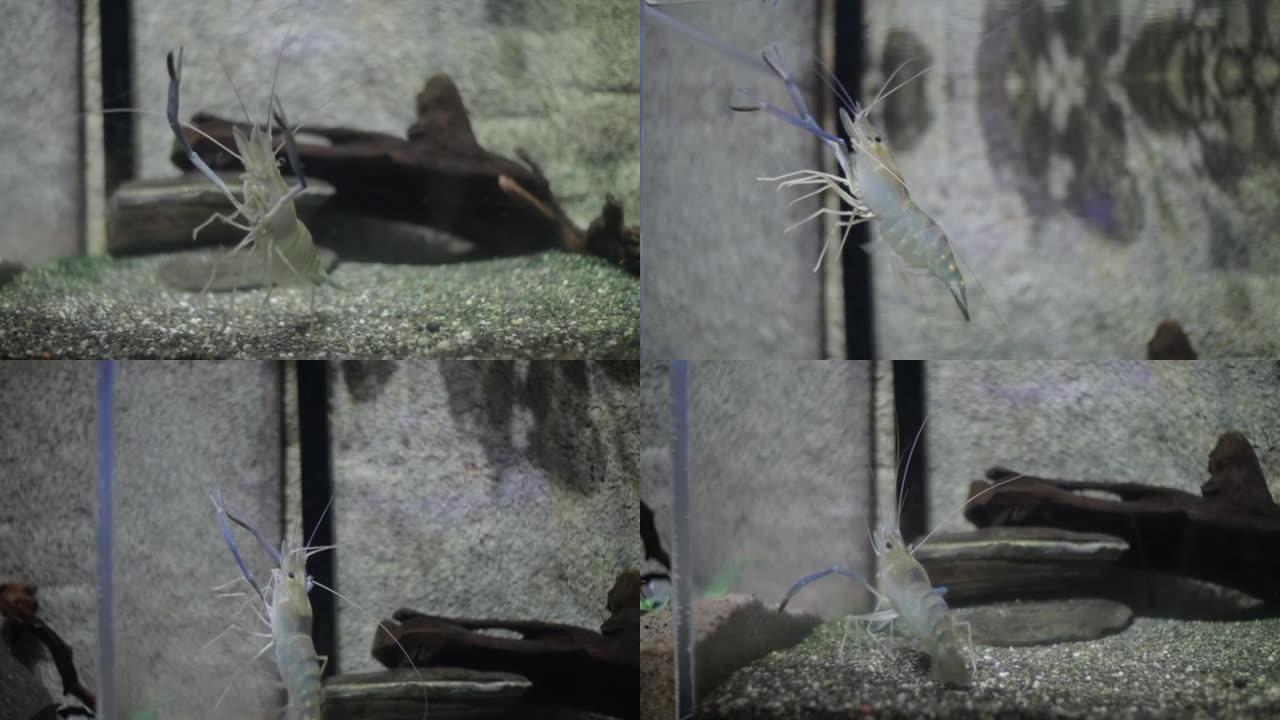 小白蟹在水族馆的水中游泳的特写镜头