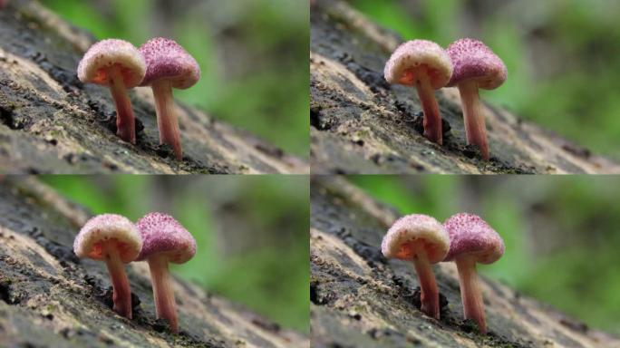 旧原木上的蘑菇