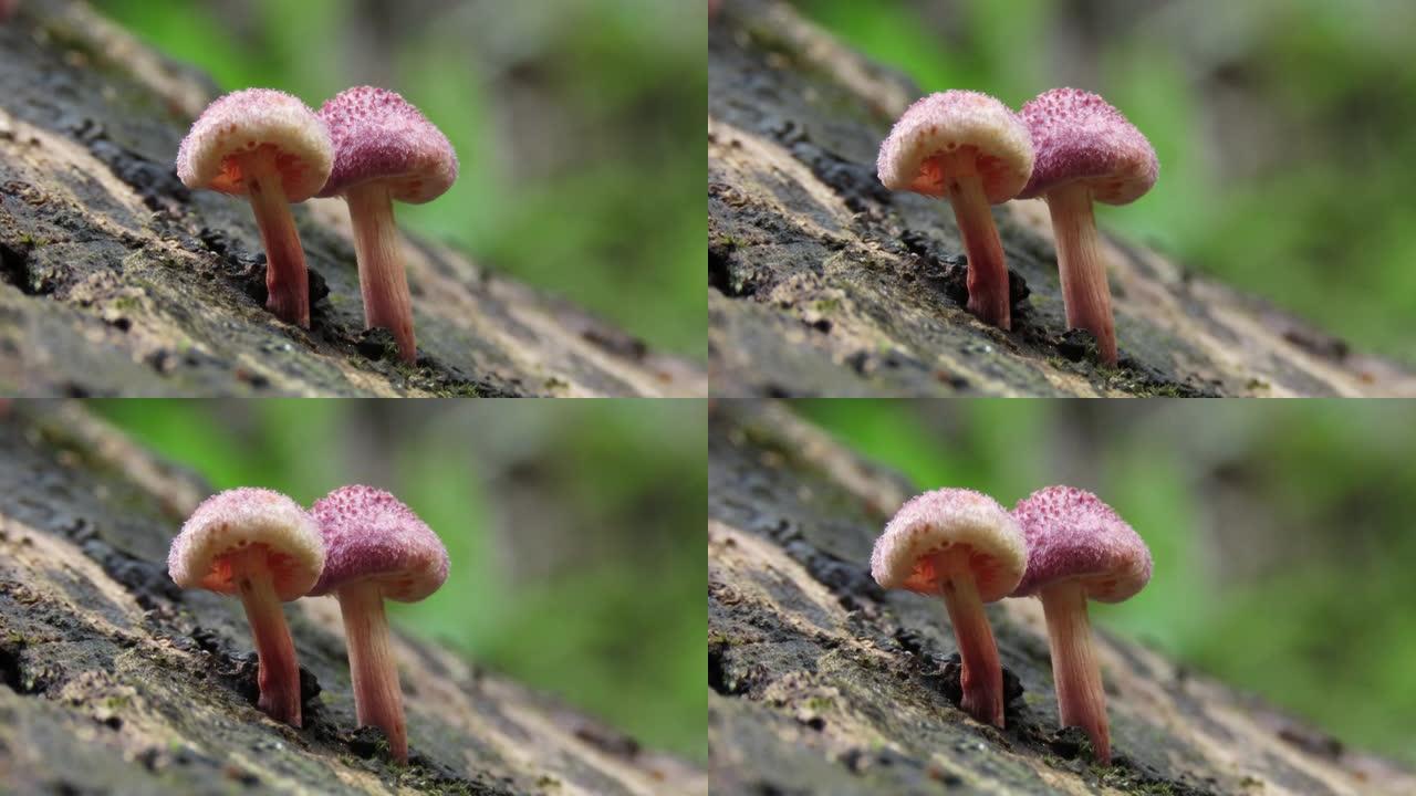 旧原木上的蘑菇