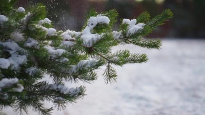 冰冻的云杉树枝抖掉蓬松的雪特写。冬季森林景观。