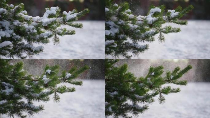 冰冻的云杉树枝抖掉蓬松的雪特写。冬季森林景观。