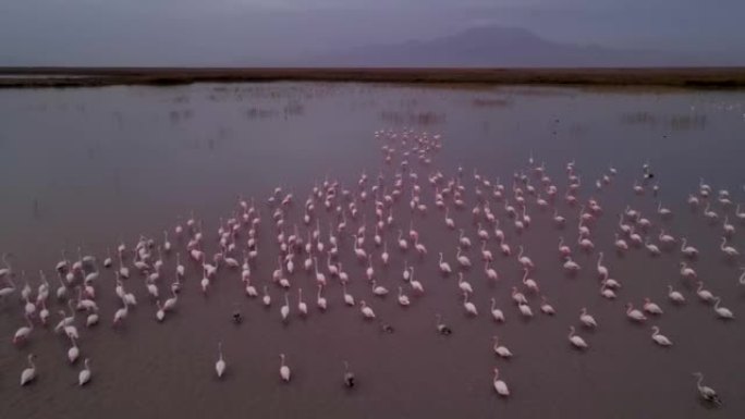 湿地中大火烈鸟的殖民地