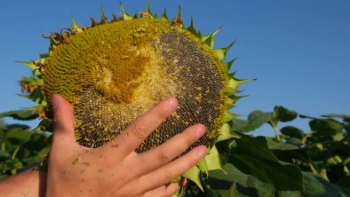 一位年轻的农民检查了开花的向日葵，他分析了收成。农学家工作