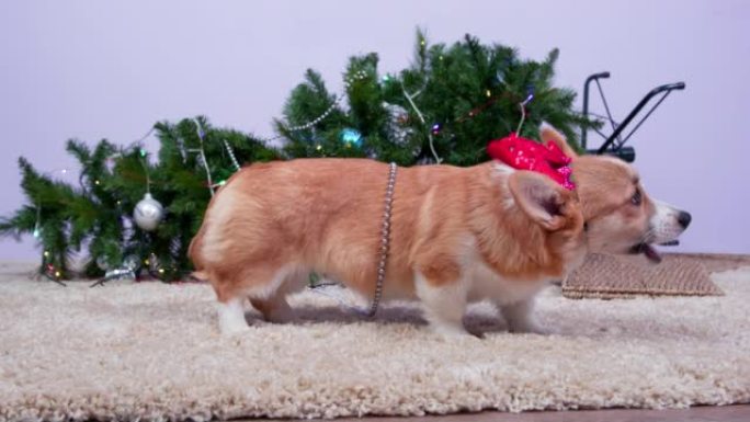 淘气的柯基小狗掉落圣诞树偷礼物咀嚼美味佳肴
