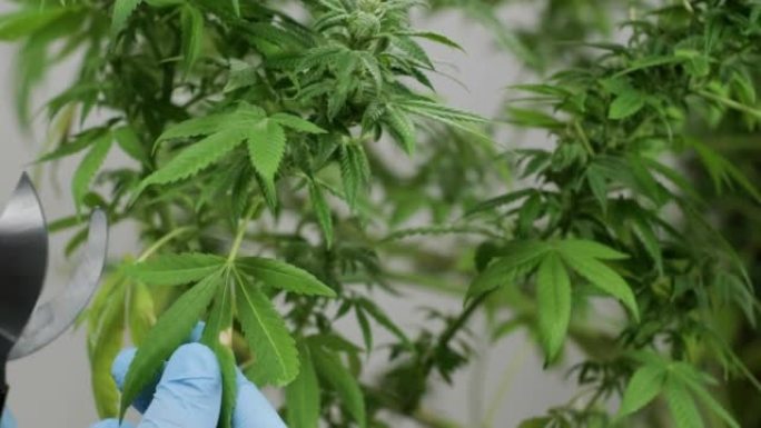 大麻开花，大麻场有机种植大麻用于医疗用途。