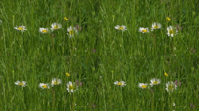 草地草丛中的四朵洋甘菊花在风中摇曳。