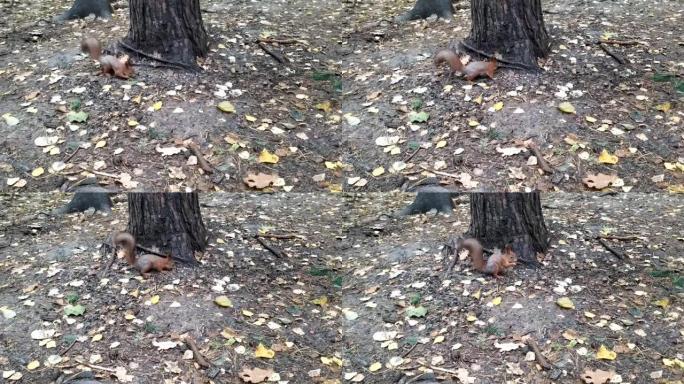 自然环境中的松鼠。松鼠正在为冬天捡坚果。