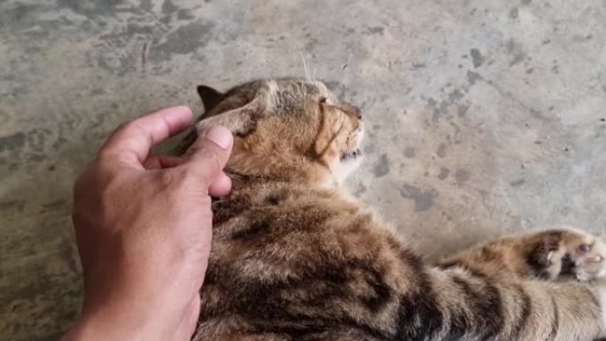 玩猫，抓下巴，抚摸头，抚摸背，泰国猫