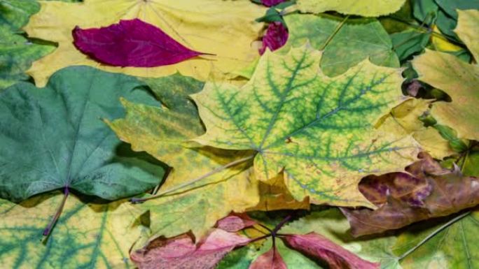 秋叶背景。树木的叶子会随着时间的流逝而变色并快速干燥。秋季绿叶变色为黄色和橙色。季节变化时的叶质老化