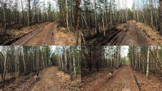 捷克斯洛伐克狼狗在森林路上奔跑